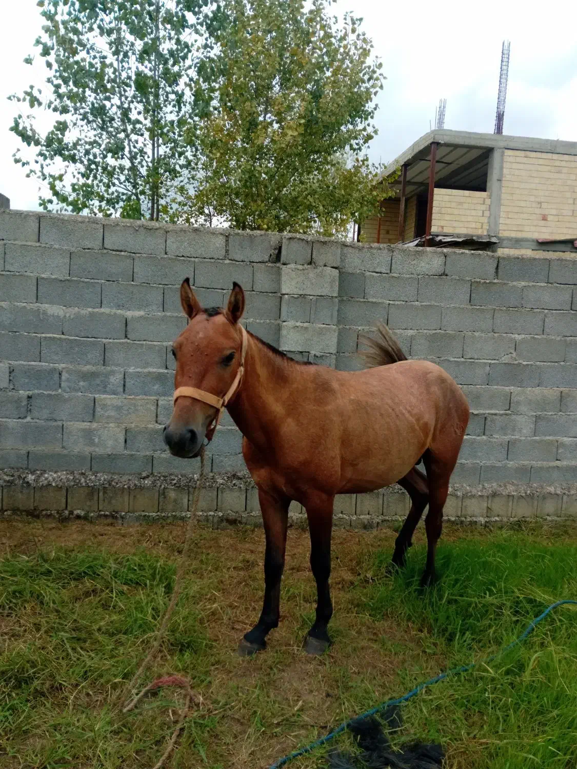 اسب|اسب و تجهیزات اسبسواری|لوشان, |دیوار