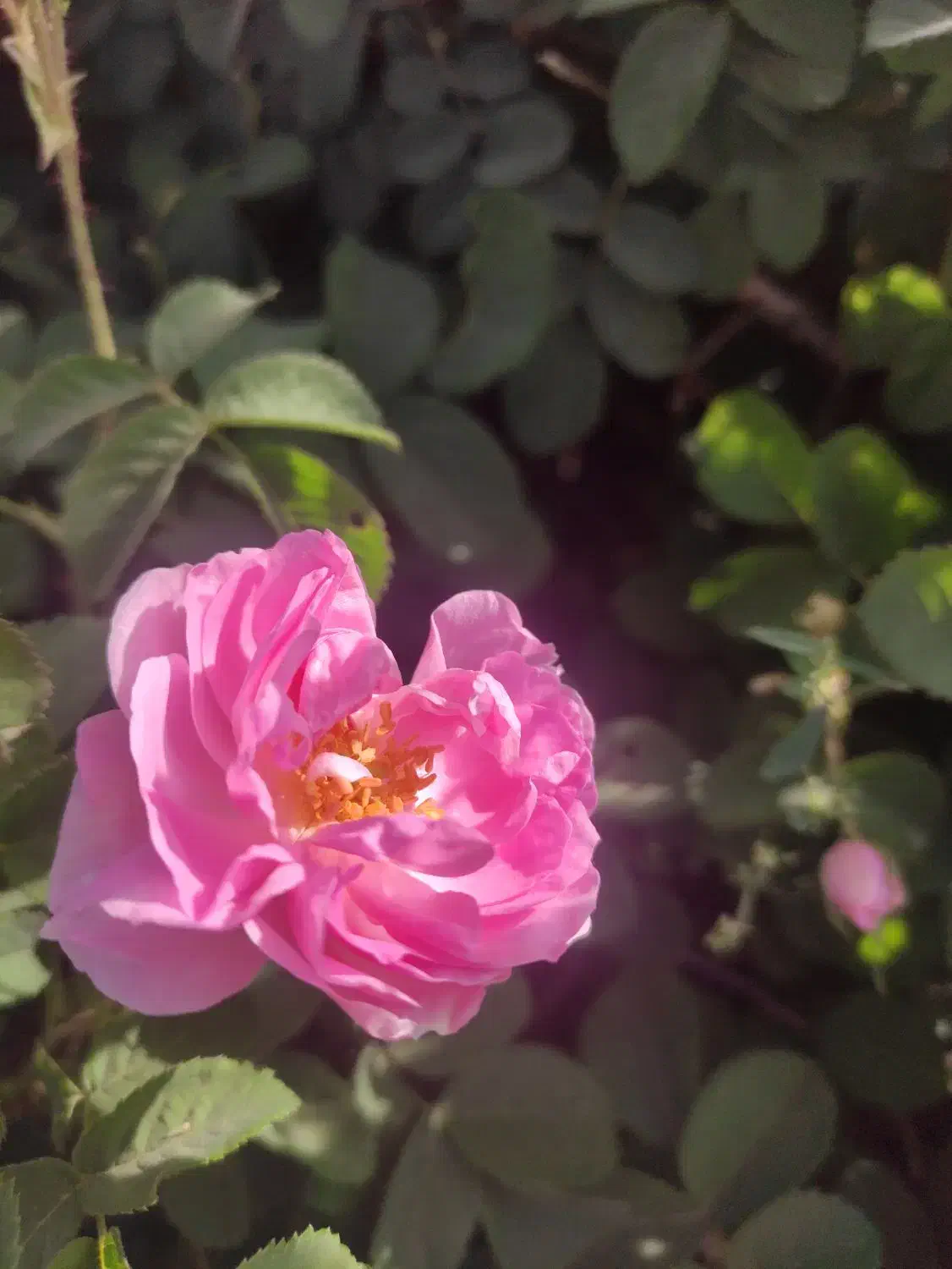 فروش زمین کشاورزی روستای ازوار کاشان|فروش دفتر صنعتی، کشاورزی، تجاری|برزک, |دیوار