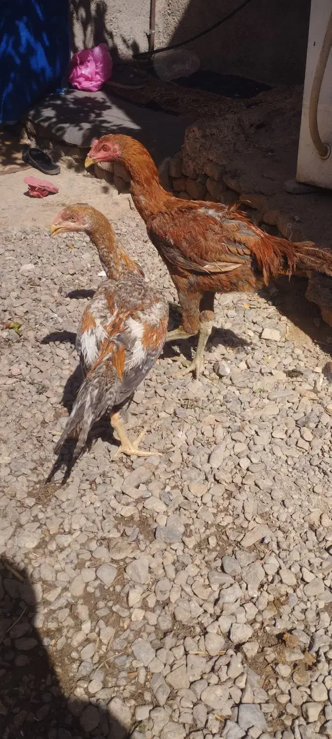 خروس لاری اصیل|حیوانات مزرعه|تربت جام, کشتارگاه|دیوار