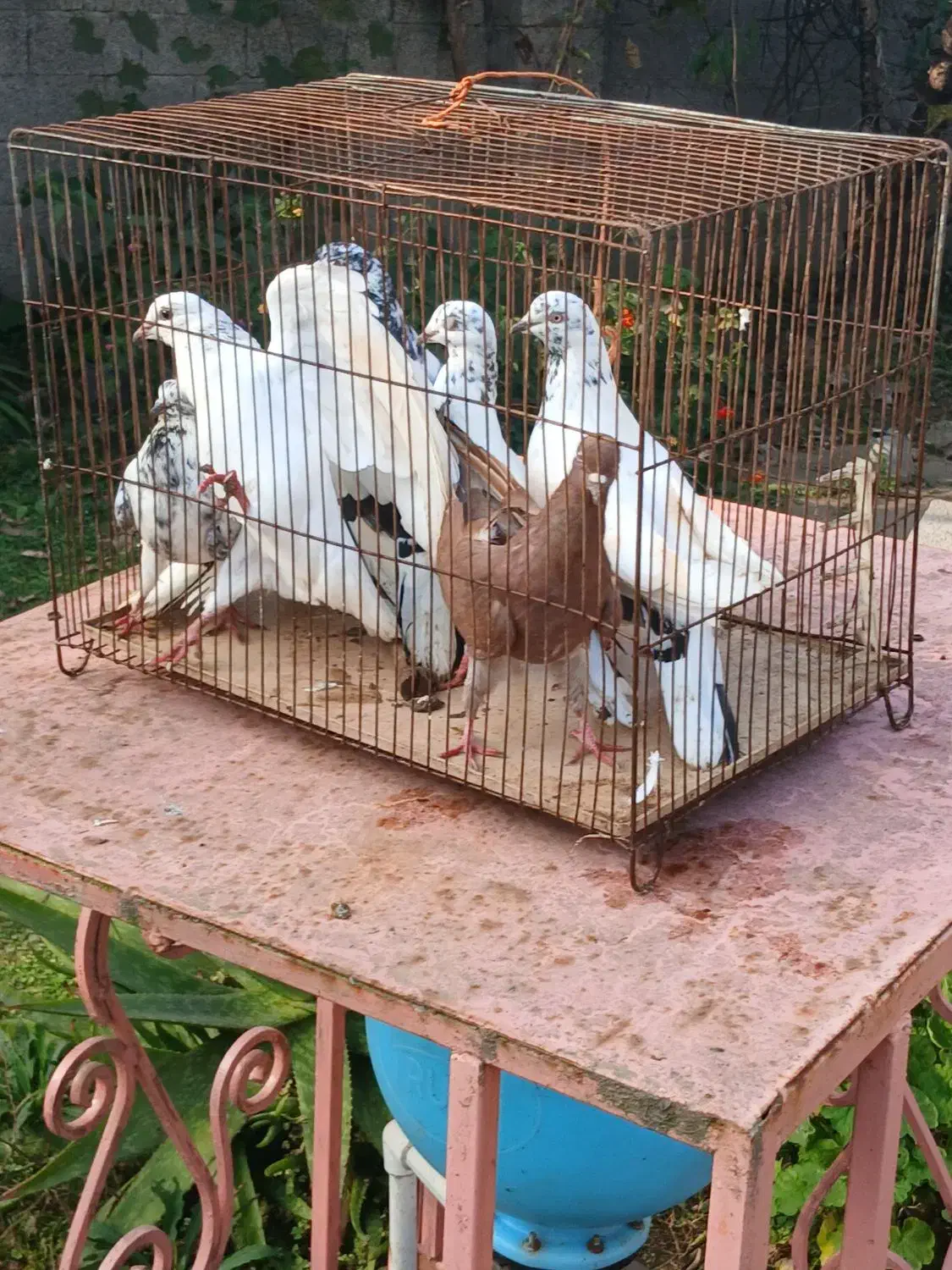 فروش تعدادی کبوتر خوشگل پرشی سالم|پرنده|تولم شهر, |دیوار