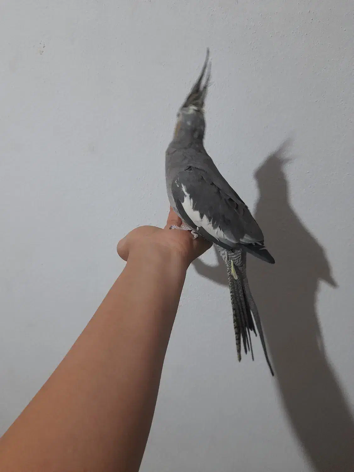 عروس هلندی ماده ۱ساله دستی|پرنده|تنکابن, |دیوار