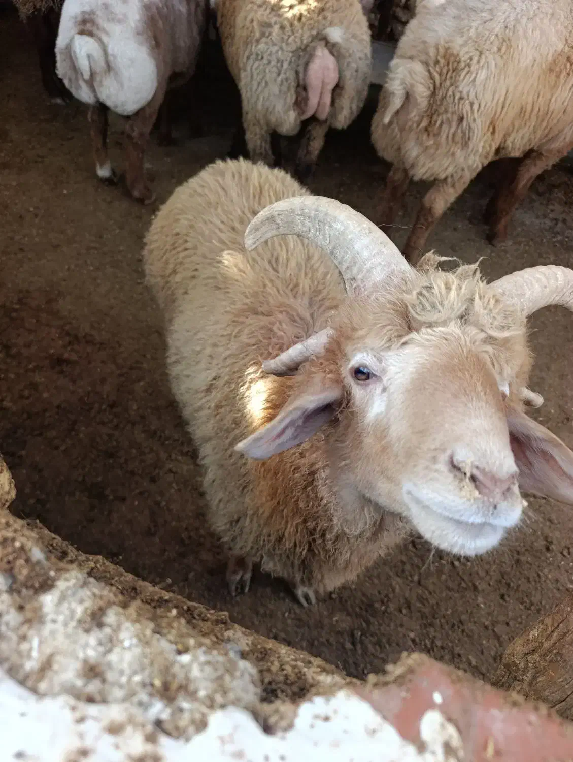 بره گوشتی و پرواری|حیوانات مزرعه|بجنورد, |دیوار