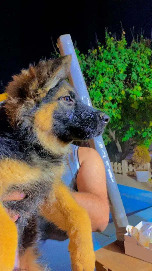 فروشی ژرمن شپر شولاین بلک فیس|سگ|صباشهر, |دیوار