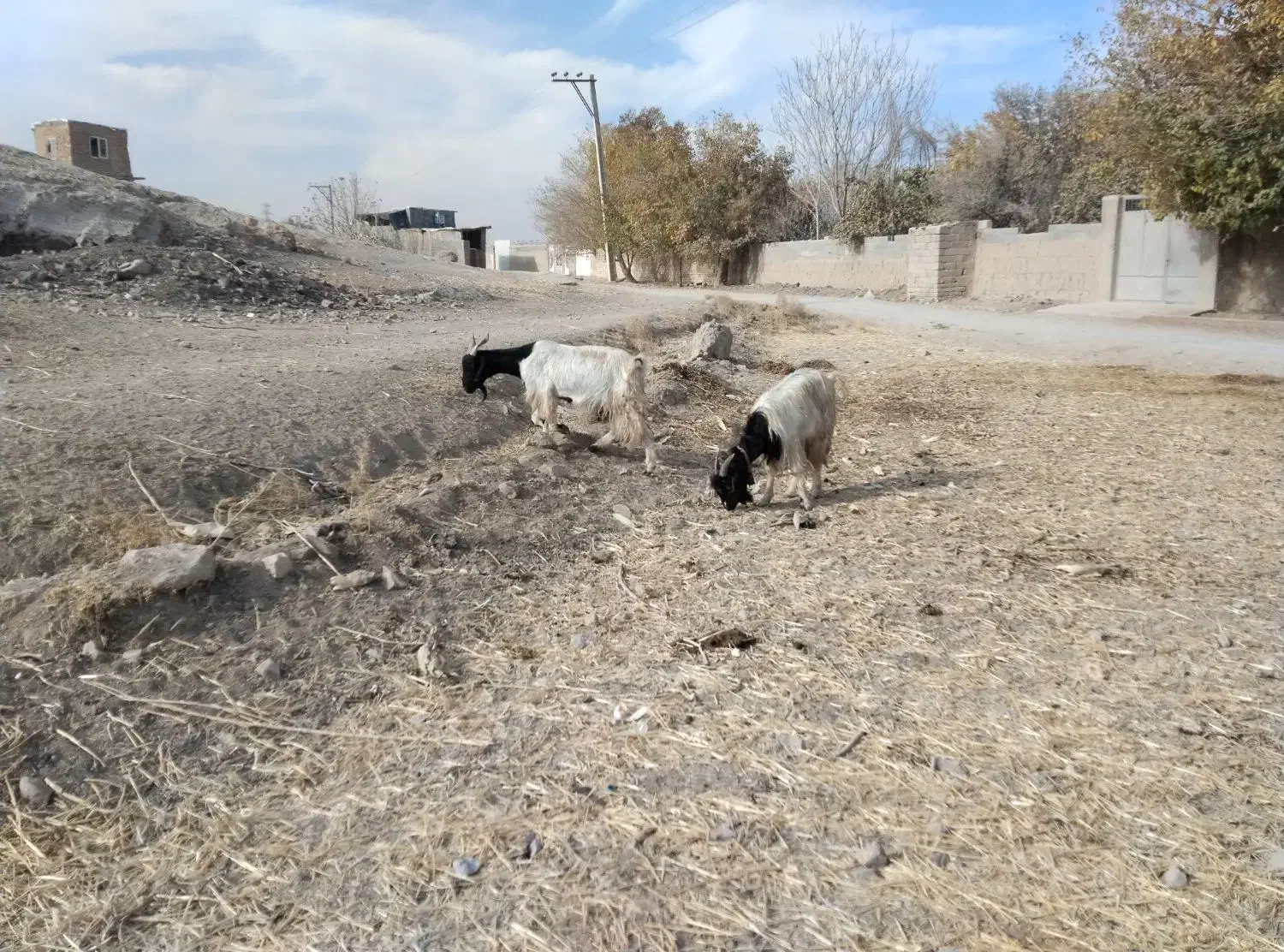 گوسفند میش . ۱۰راس بز ترکی آبستن همه جوان|حیوانات مزرعه|ابریشم, |دیوار