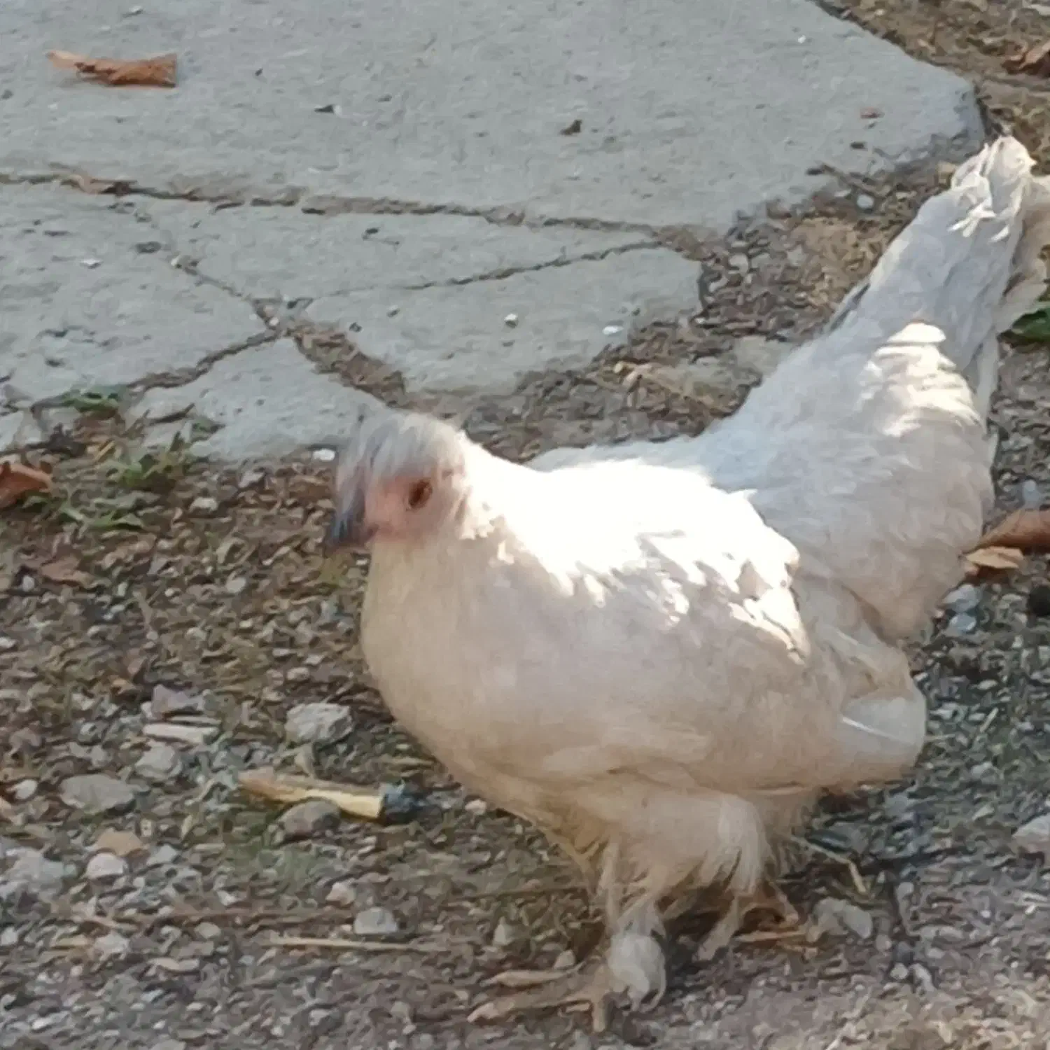 مرغ وخروس زینتی|حیوانات مزرعه|مشگین شهر, |دیوار