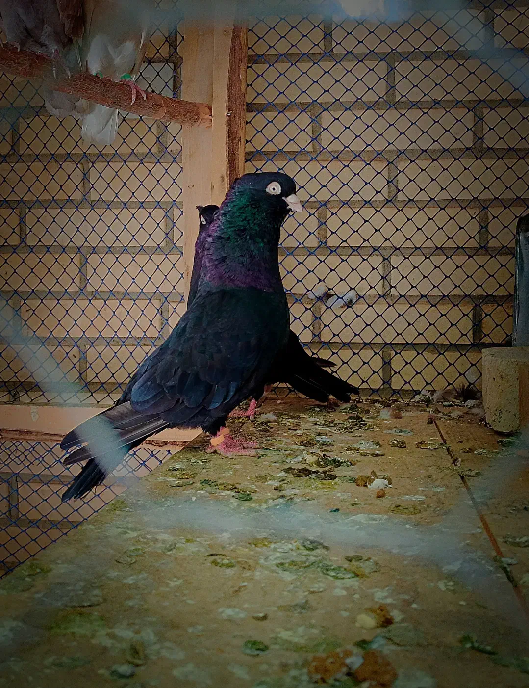 کبوتر صرب|پرنده|سمیرم, |دیوار