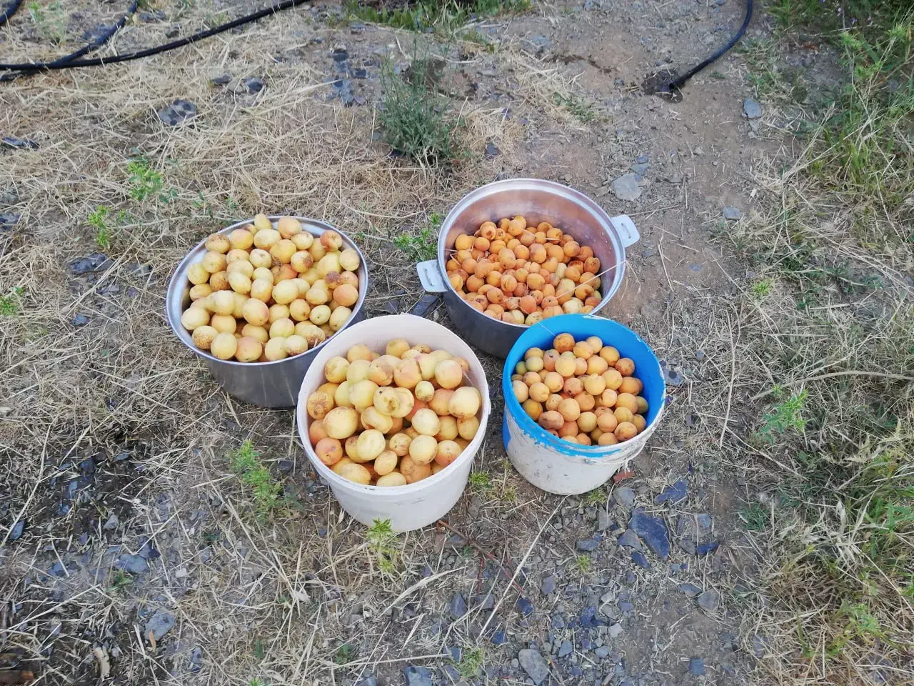 اجاره بلند مدت خانه باغ|اجارهٔ خانه و ویلا|سنندج, |دیوار