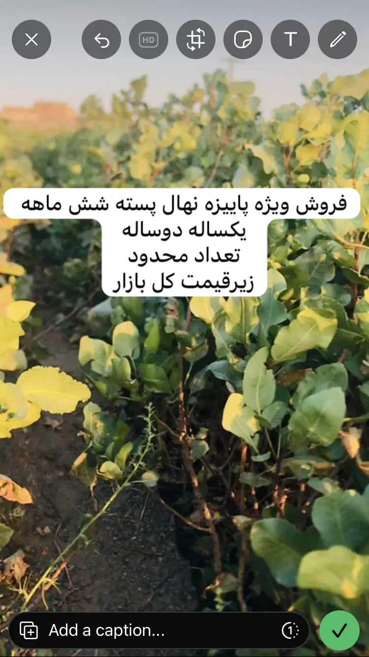 نهالستان پسته|خدمات باغبانی و درختکاری|تربت‌حیدریه, پائین ولایت|دیوار