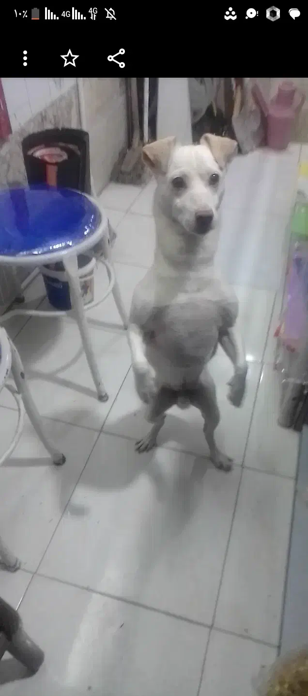 سگ گمشده|سگ|رضویه, |دیوار