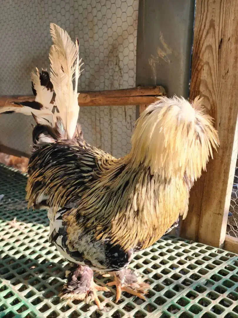 مرغ وخروس سلطان|حیوانات مزرعه|نوشهر, |دیوار