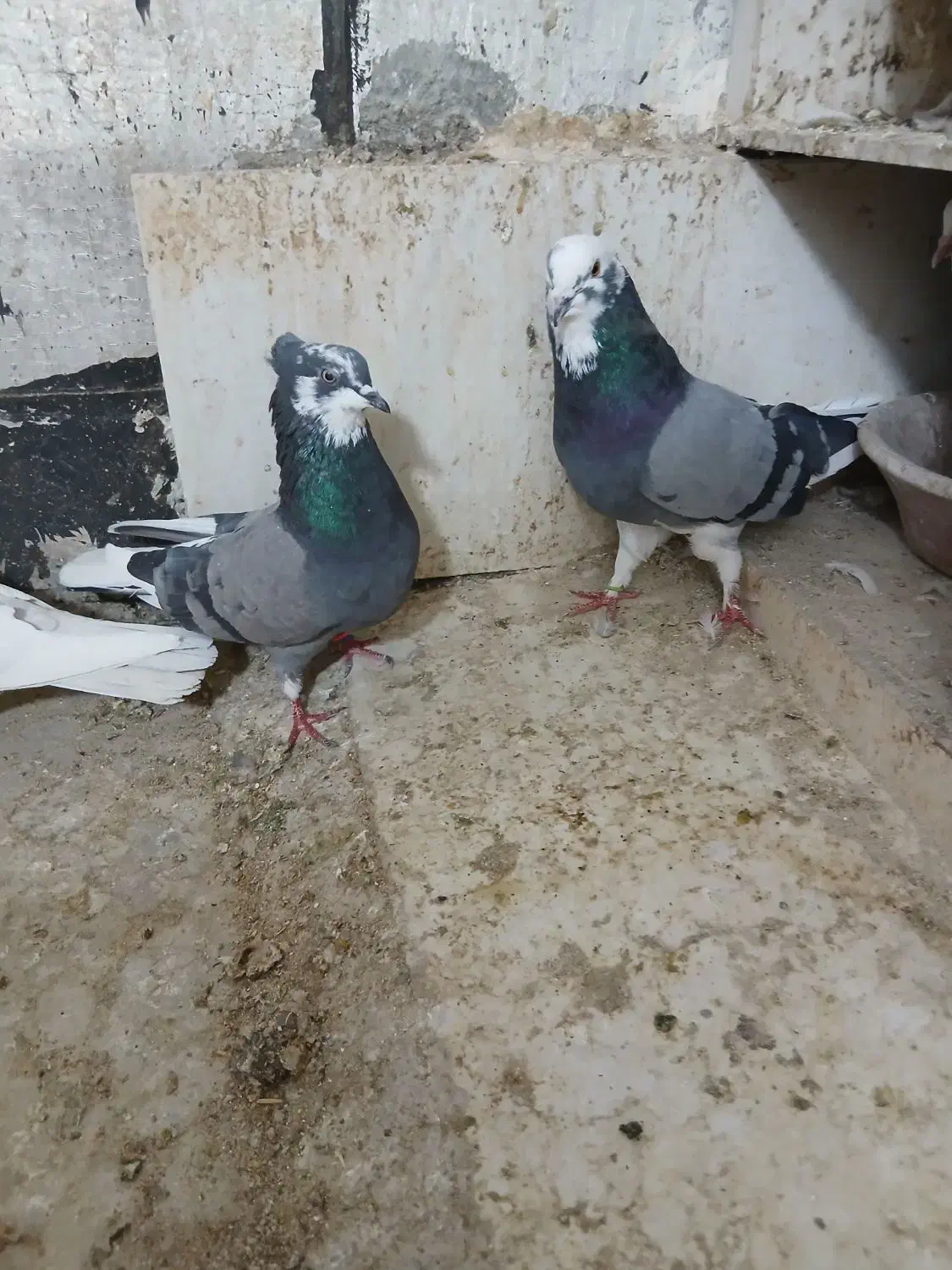 کبوترتهرانی|پرنده|کرمانشاه, |دیوار