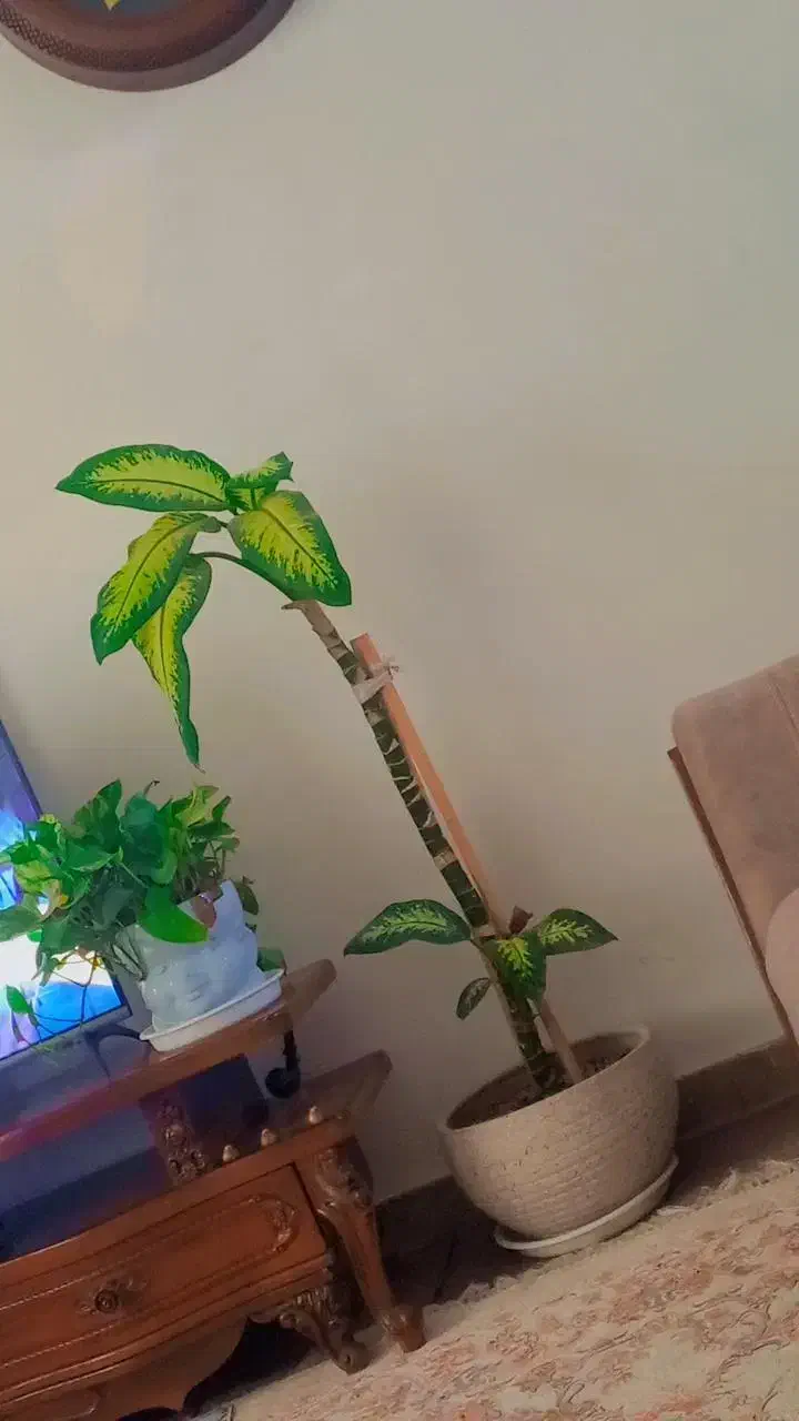 دیفن سه تا قلمه از پایین زده|گل و گیاه طبیعی|محمدیه-قزوین, |دیوار