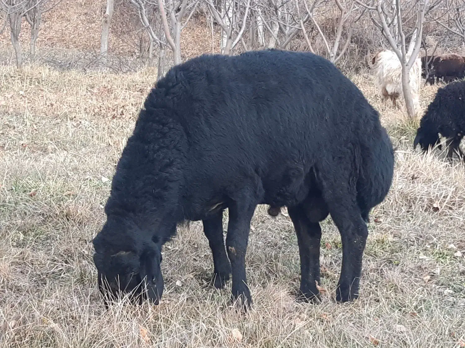 قوچ قره قزل دو دندان|حیوانات مزرعه|زنجان, |دیوار