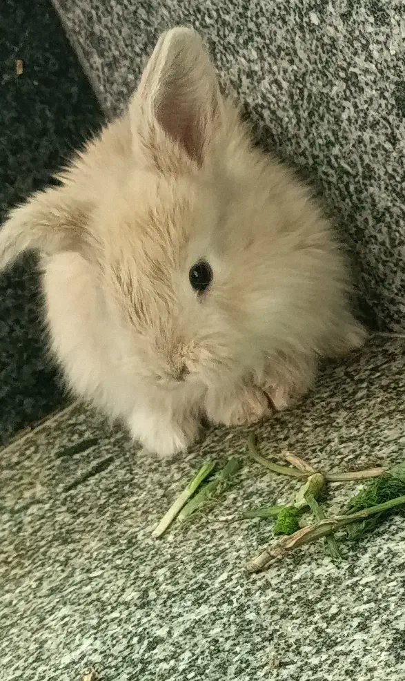 خرگوش لوپی|موش و خرگوش|مهاباد (آذربایجان غربی), |دیوار