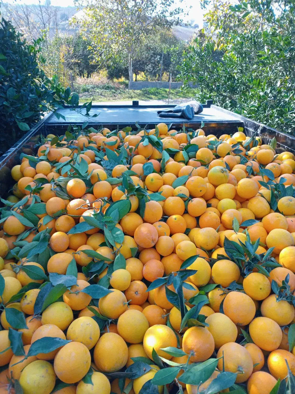 تامسون درجه یک|عمده‌فروشی|گرگان, |دیوار