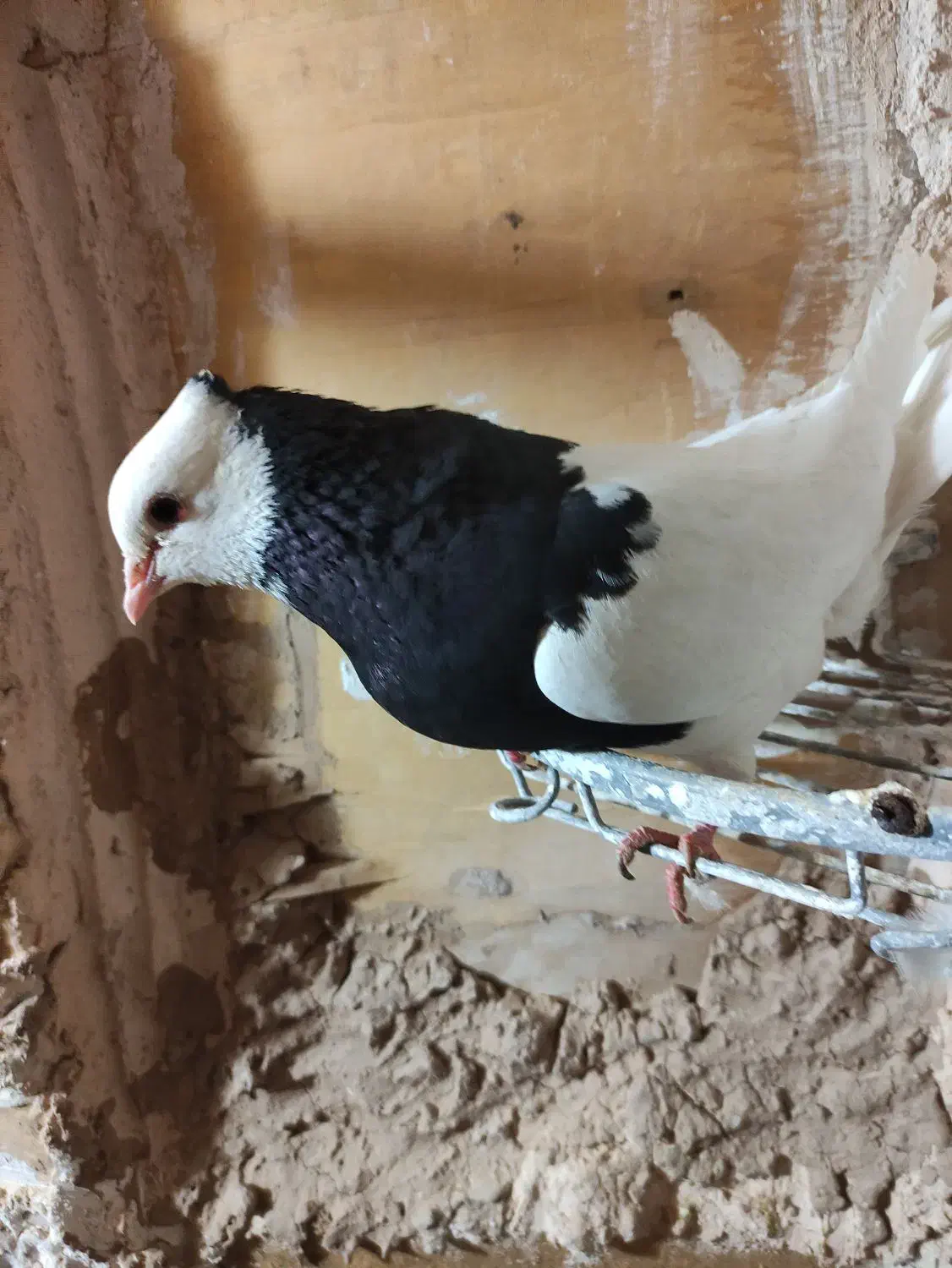 کبوتر طوقی|پرنده|میبد, |دیوار