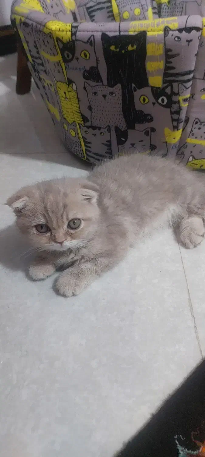 واگذاری گربه|گربه|ورامین, ورامین|دیوار