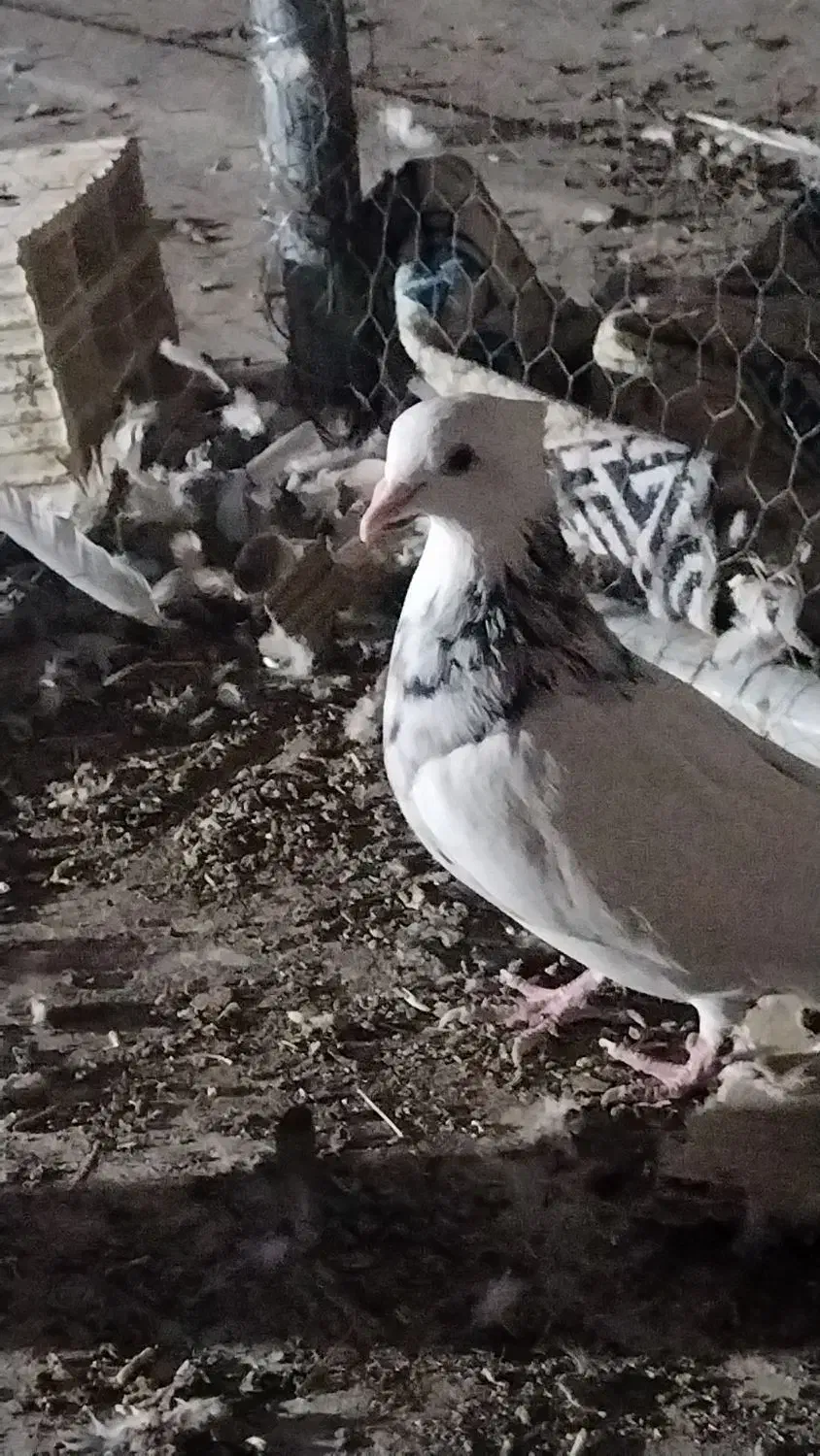 طوق سور نر معامله|پرنده|بم, |دیوار