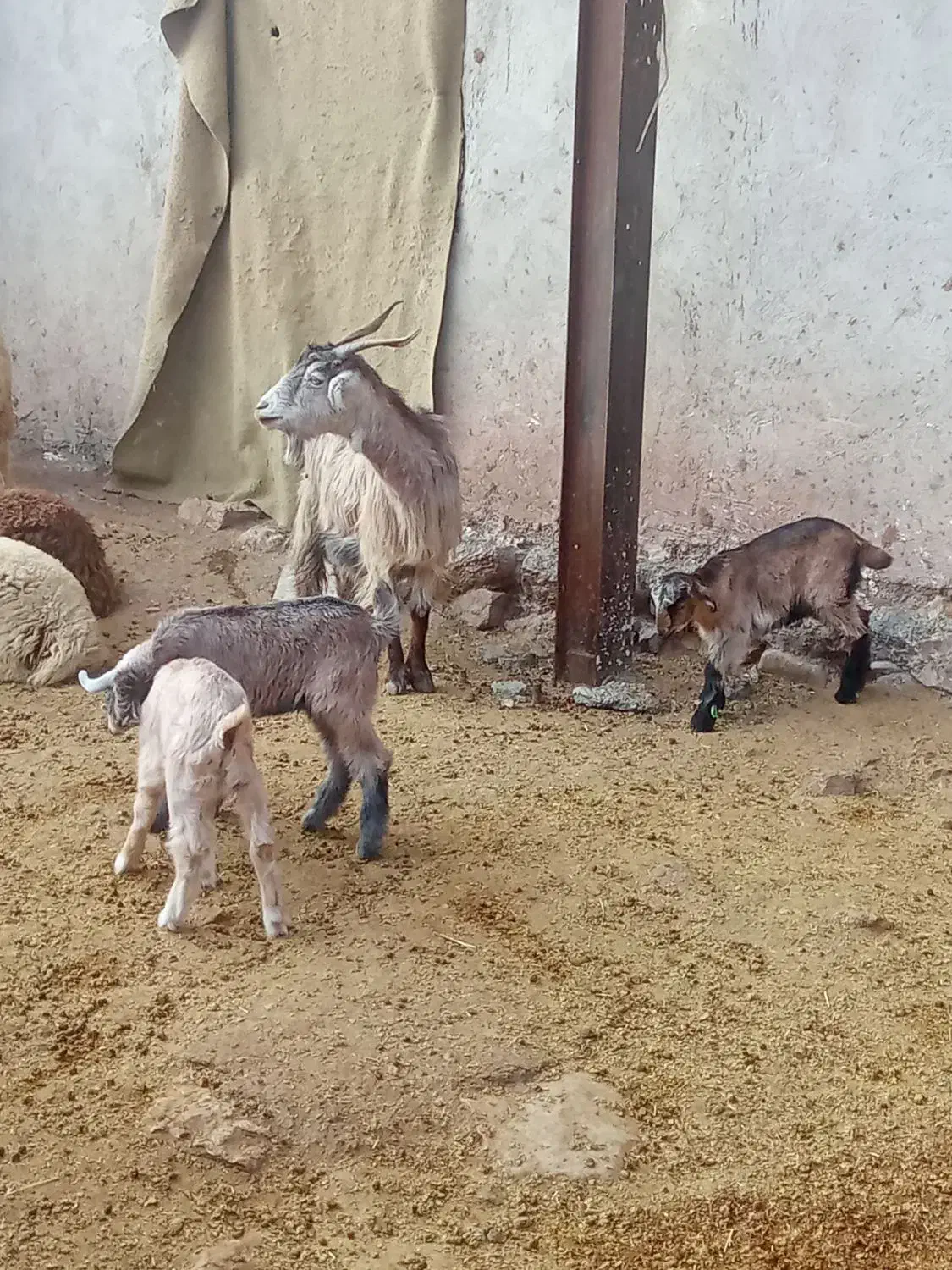 دو عدد بز و چهار عدد بزغاله|حیوانات مزرعه|نورآباد, |دیوار