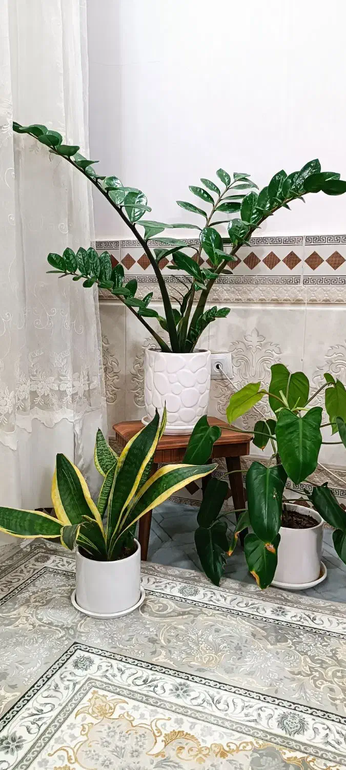 زامفولیاو... با قیمت عالی|گل و گیاه طبیعی|بیرجند, |دیوار