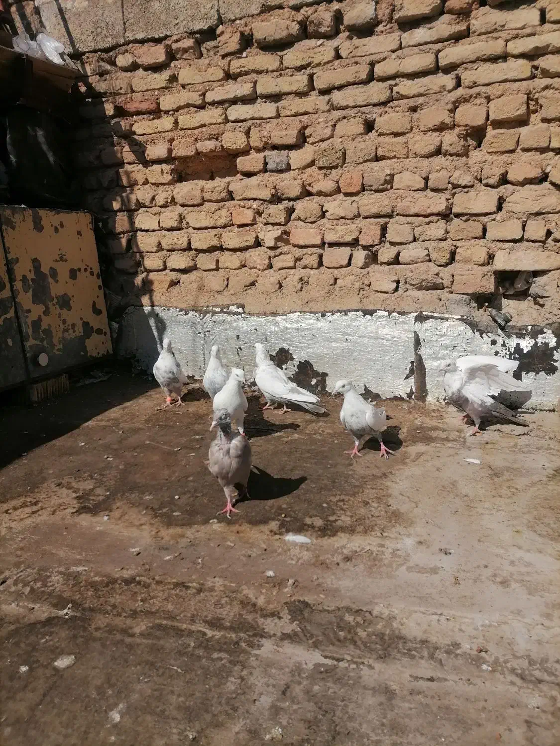 ماده دمبی|پرنده|شیراز, میرزاکوچک خان|دیوار