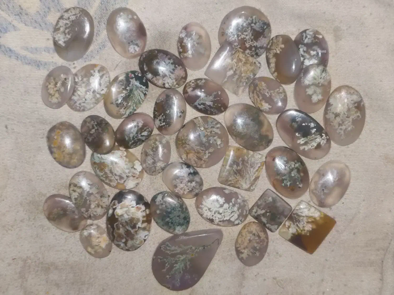 ۵۰عدد شجر پاییزه و بهاره و هفترنگ|جواهرات|شیراز, شهرک بهار|دیوار