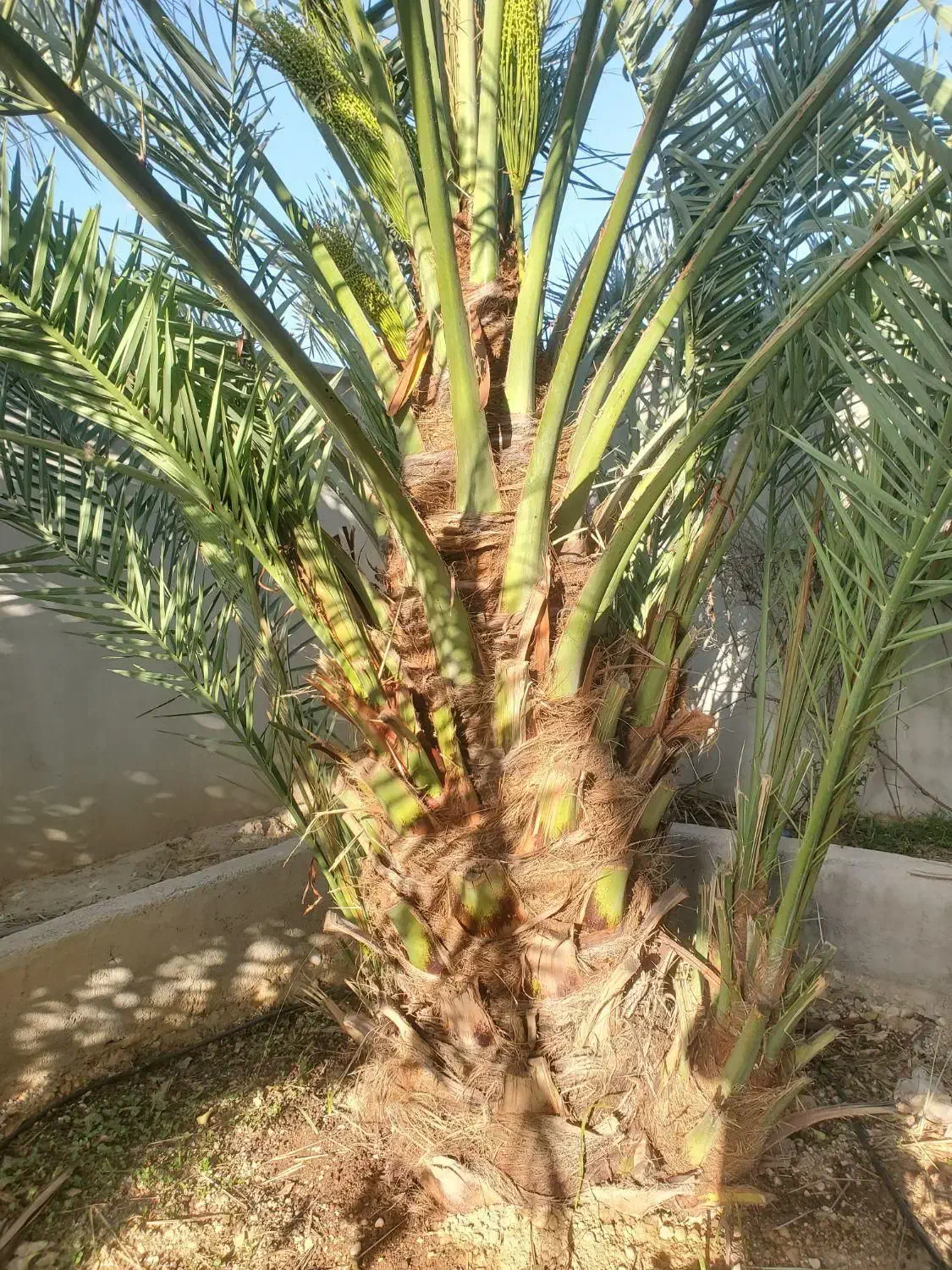 سرگرمی|گل و گیاه طبیعی|شنبه و طسوج, |دیوار