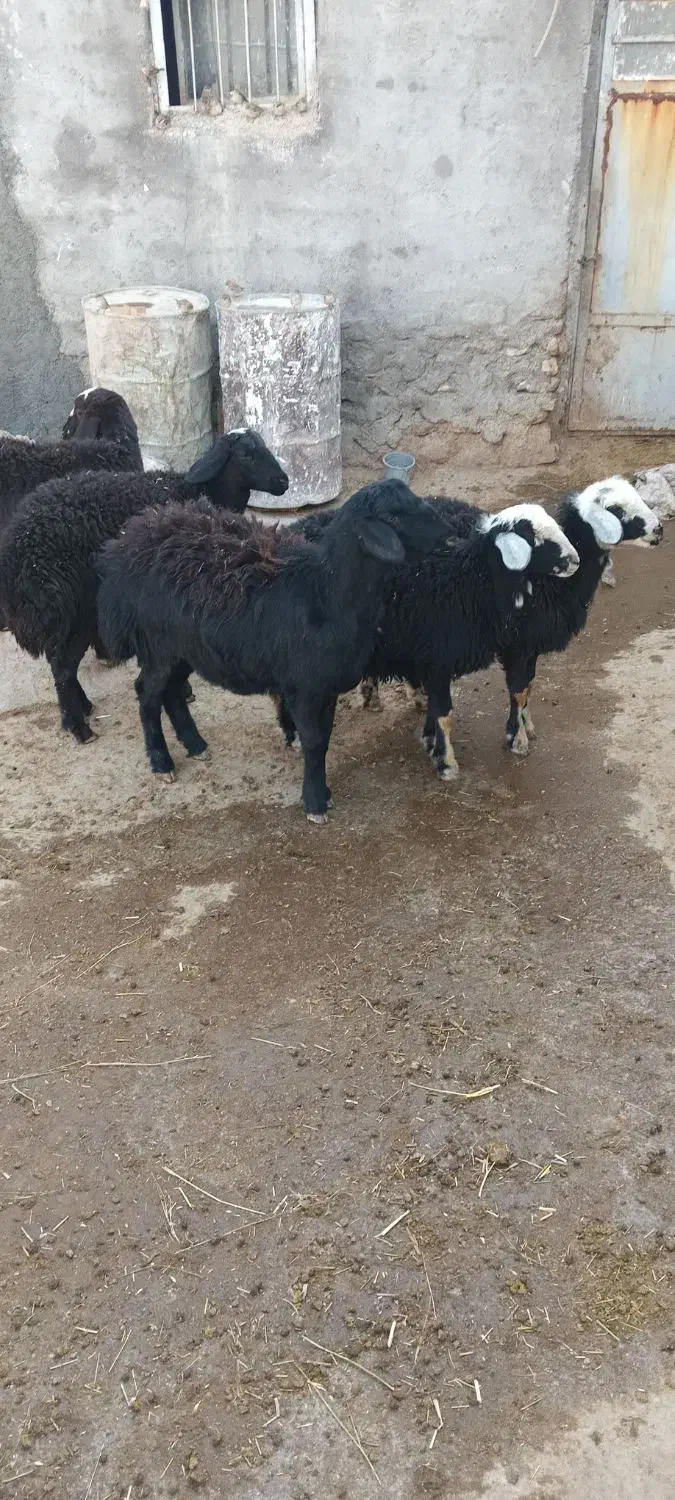 پنج راس بره مادیه قره قزل و قره چال|حیوانات مزرعه|حلب, |دیوار