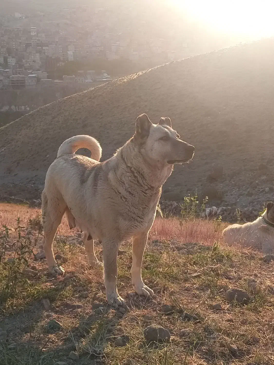 سرابی‌ماده|سگ|شبستر, |دیوار