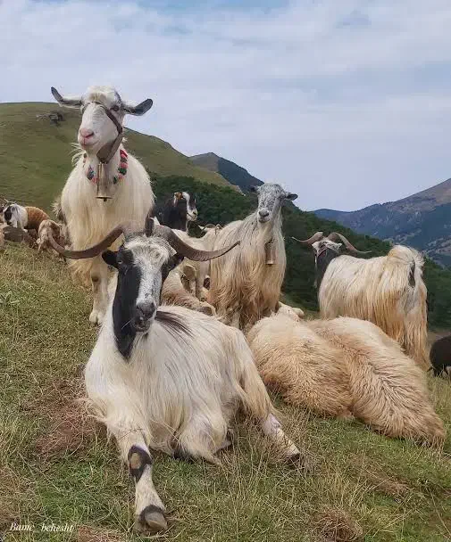 گوسفند داشتی|حیوانات مزرعه|شازند, |دیوار