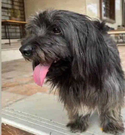 سگ نرگمشده در بلوارملا صدرا|اشیا|دزفول, |دیوار