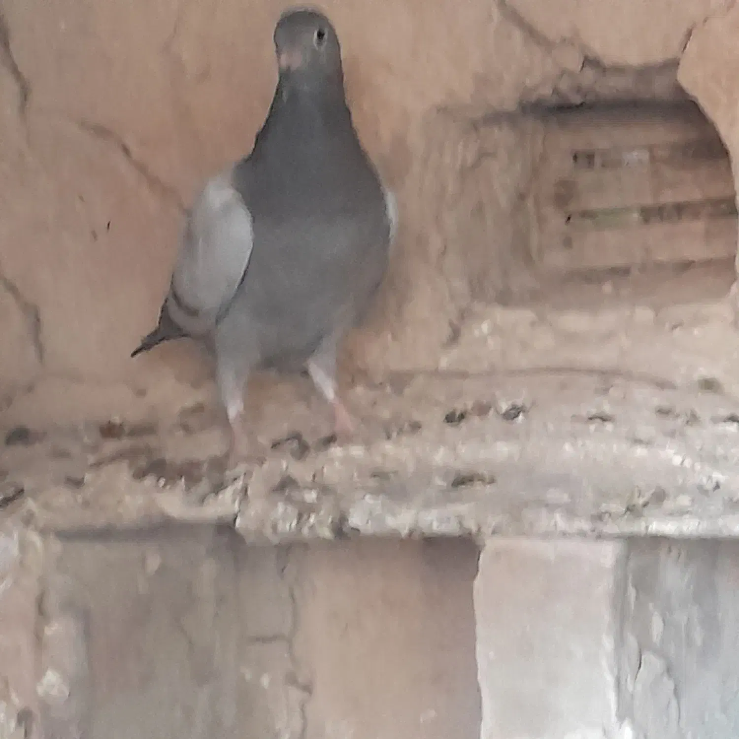 کبوتر سبز و مگس و رنگی|پرنده|خاش, |دیوار