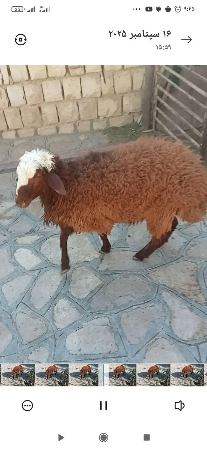 بره همو|حیوانات مزرعه|سیوان, |دیوار