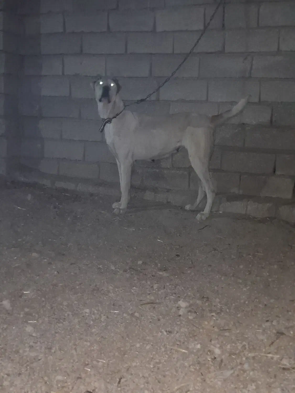 سگ ماده|سگ|پیشخور, |دیوار