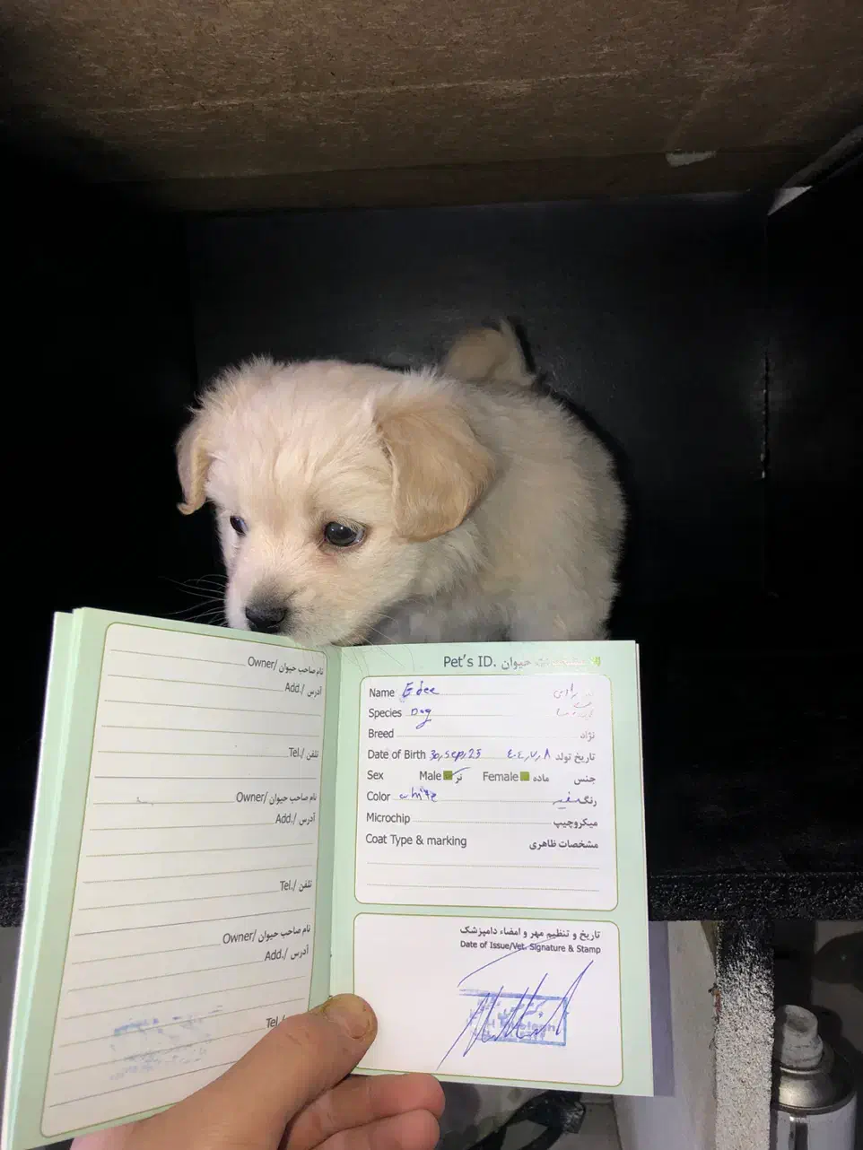 سگ جیبی شیتزو فلت|سگ|تربت جام, شاد|دیوار