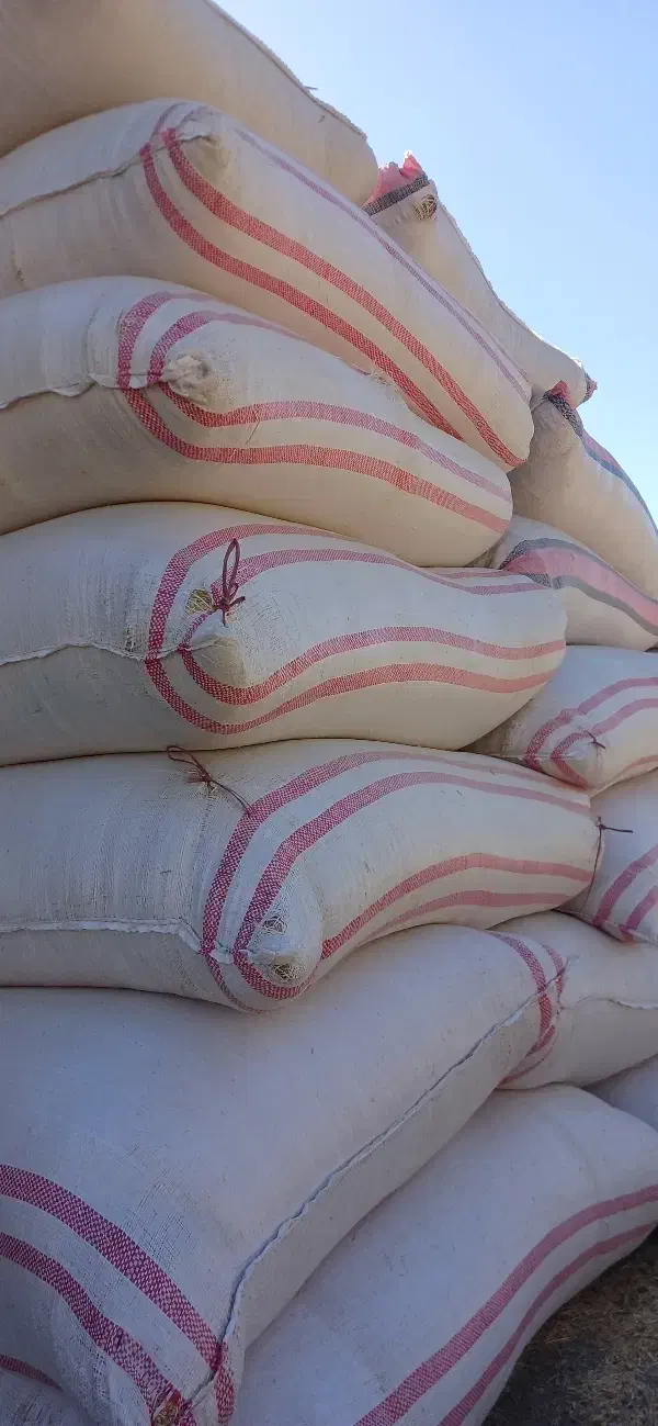 کاه گندم|خدمات باغبانی و درختکاری|دورود, |دیوار