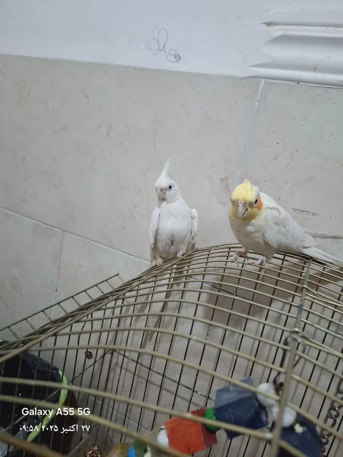 عروس هلندی نر و ماده|پرنده|آبپخش, |دیوار