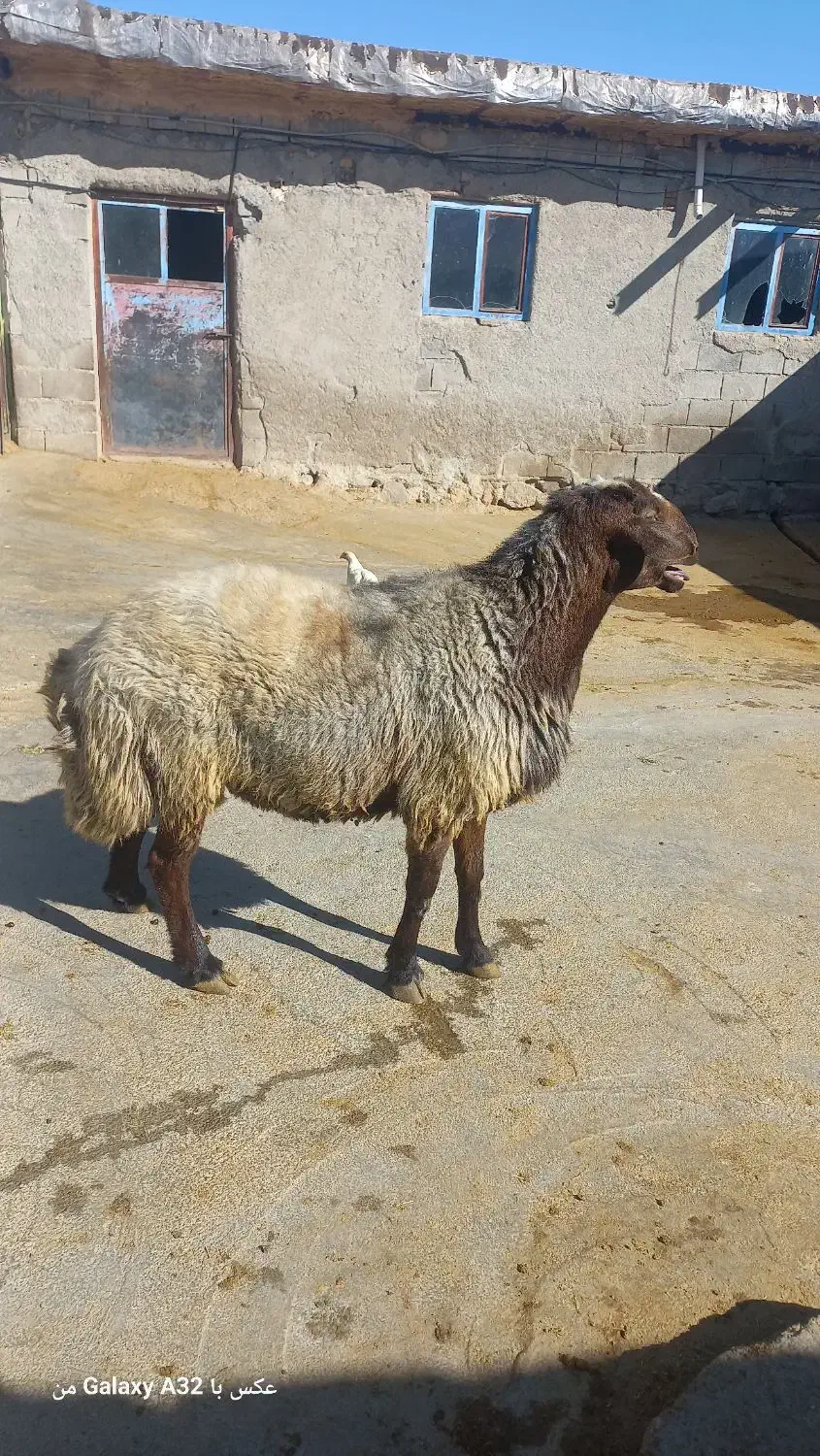 قوچ|حیوانات مزرعه|بیلوار, |دیوار