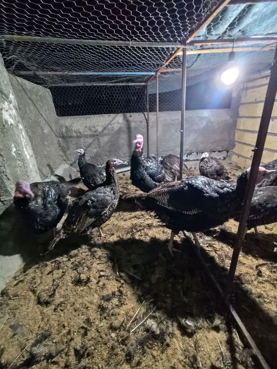 تخم بوقلمون نطفه دار|حیوانات مزرعه|زاهدان, |دیوار