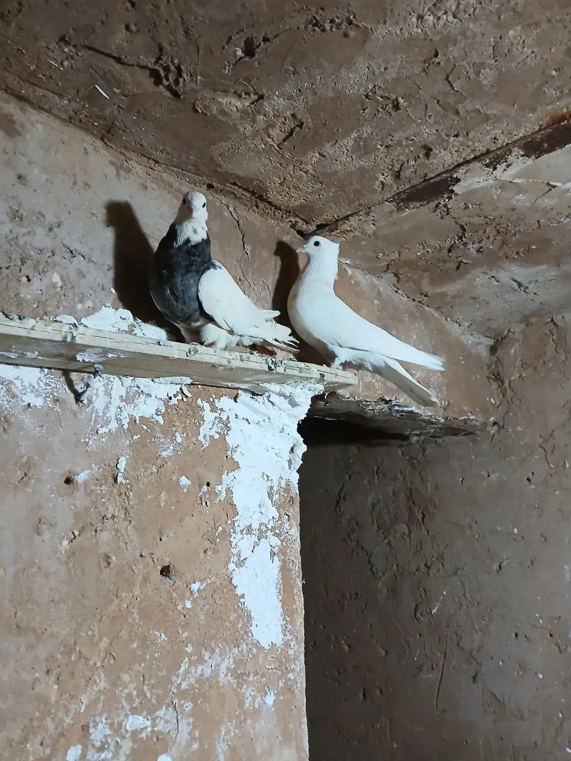 طوقی|پرنده|مسجد سلیمان, |دیوار
