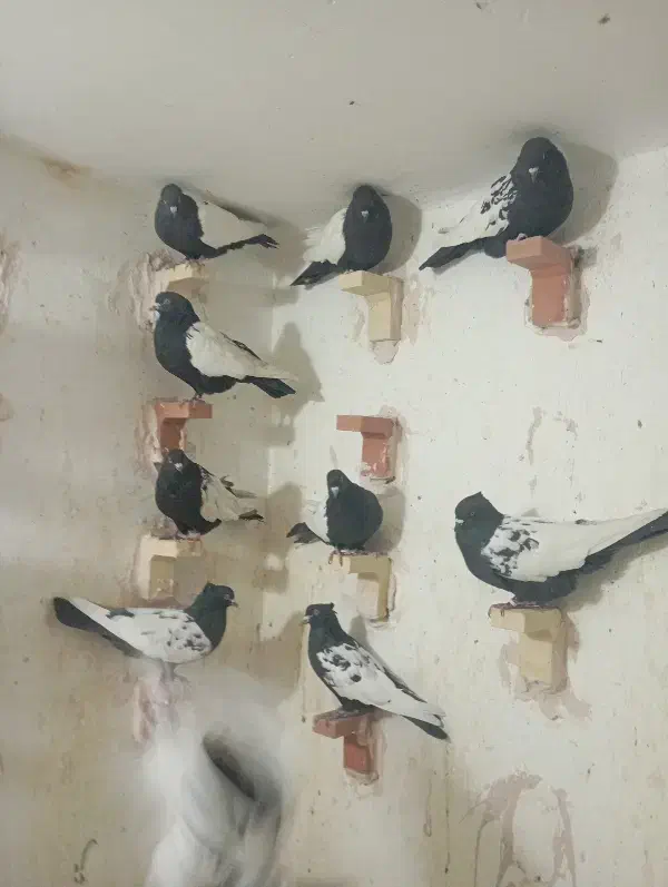 25تانرسینه سیاه|پرنده|ماهان, |دیوار