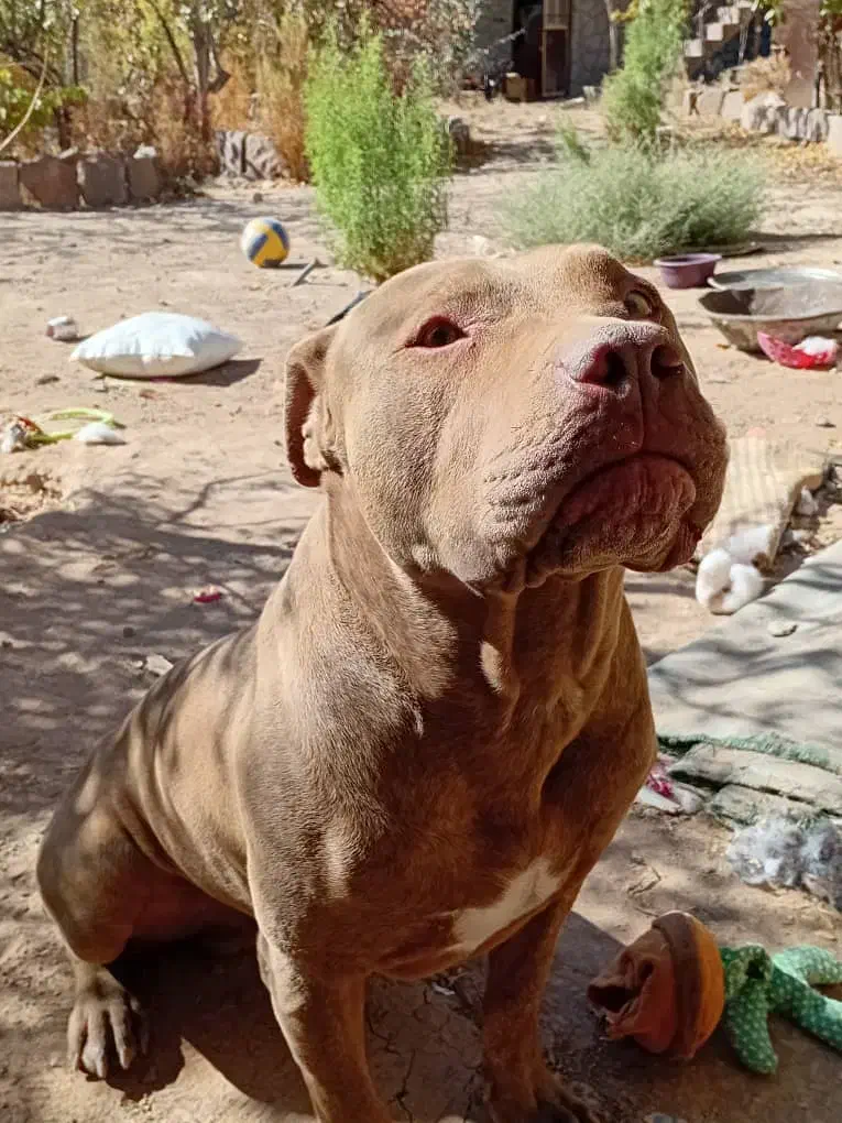 واگذاری سگ پیت بول|سگ|تربت جام, مسکن مهر|دیوار