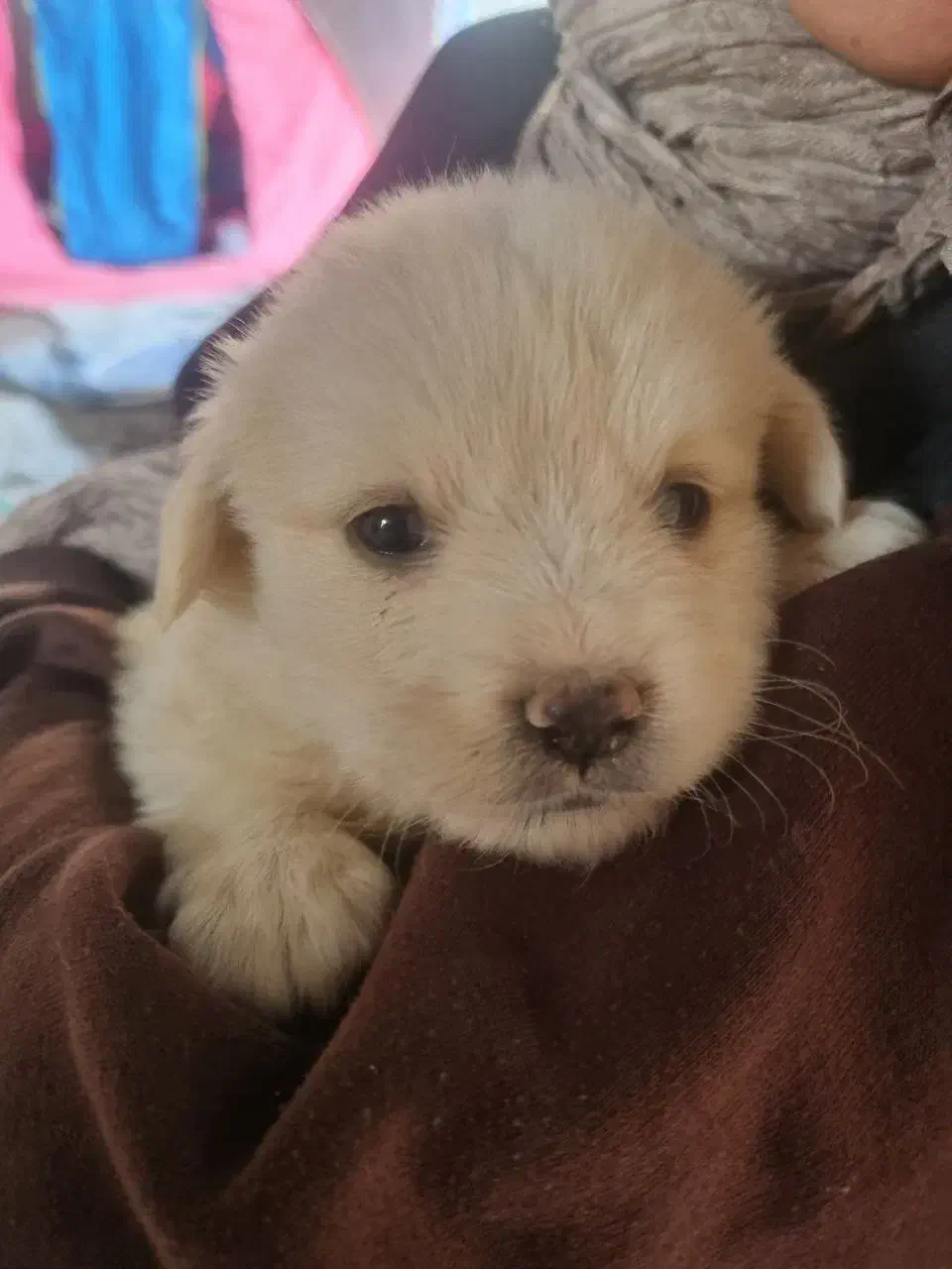 فروش 3 عدد توله سگ نژاد شیتزو|سگ|گلبهار, شهر جدید گلبهار|دیوار