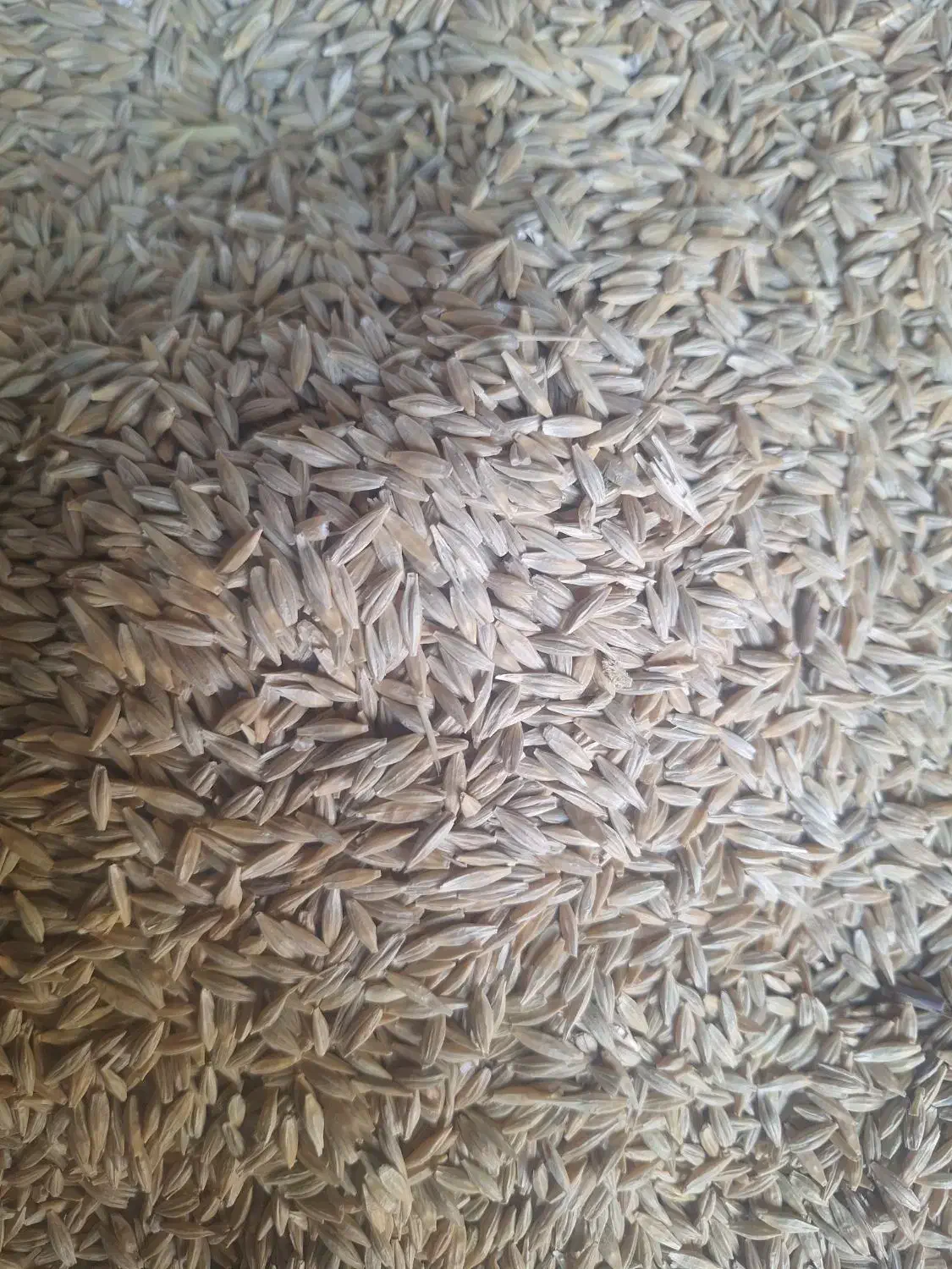 فروش ۱۰تن جو بذری دیمی سیاه درجه یک فی ۳۰هزارتومان|خدمات باغبانی و درختکاری|رزن, |دیوار