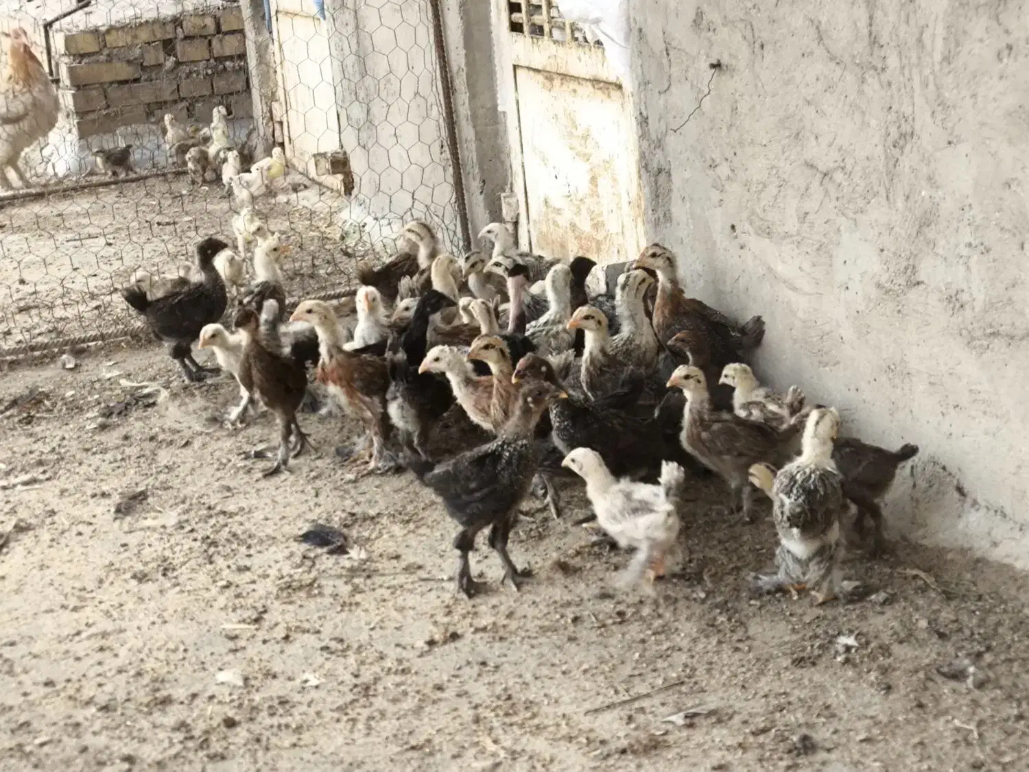 جوجه دیلگونی 50 روزه|حیوانات مزرعه|بهبهان, |دیوار