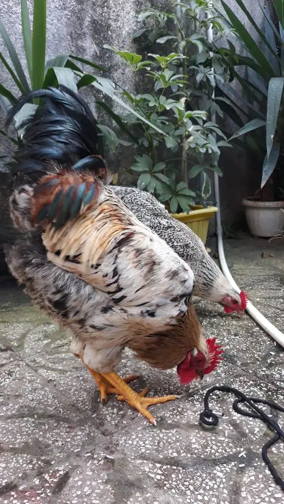 فروش خروس محلی|حیوانات مزرعه|املش, |دیوار