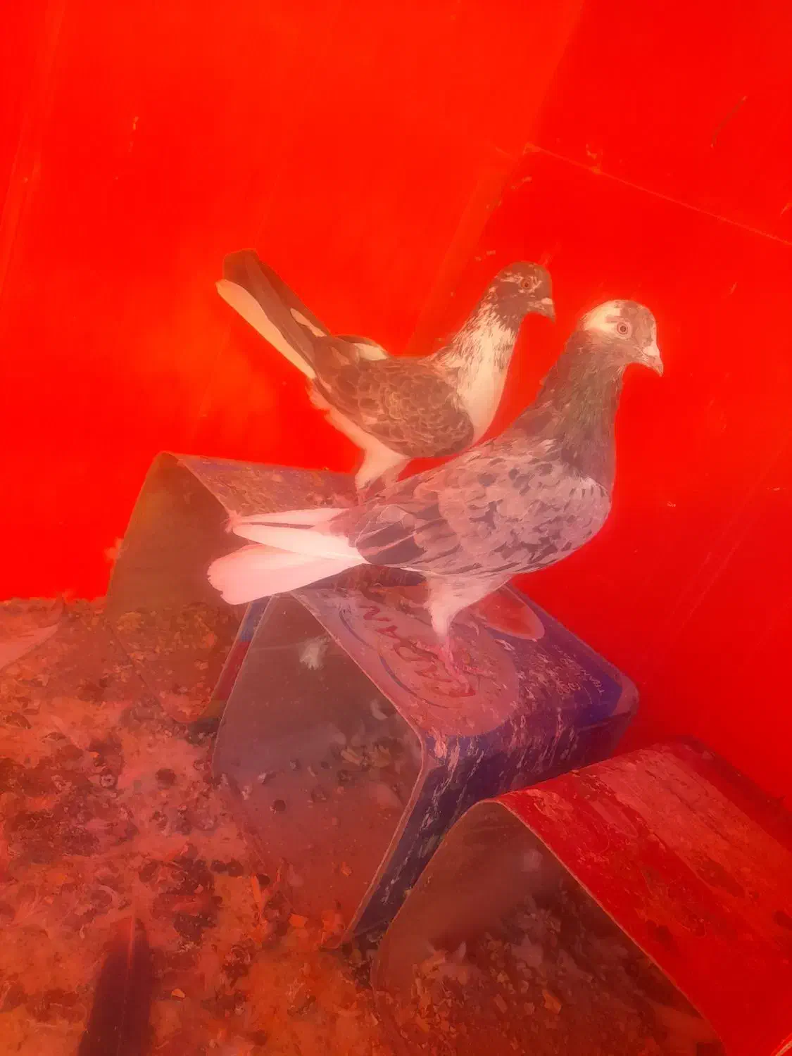 کفتر شازده سرور|پرنده|صفادشت, |دیوار