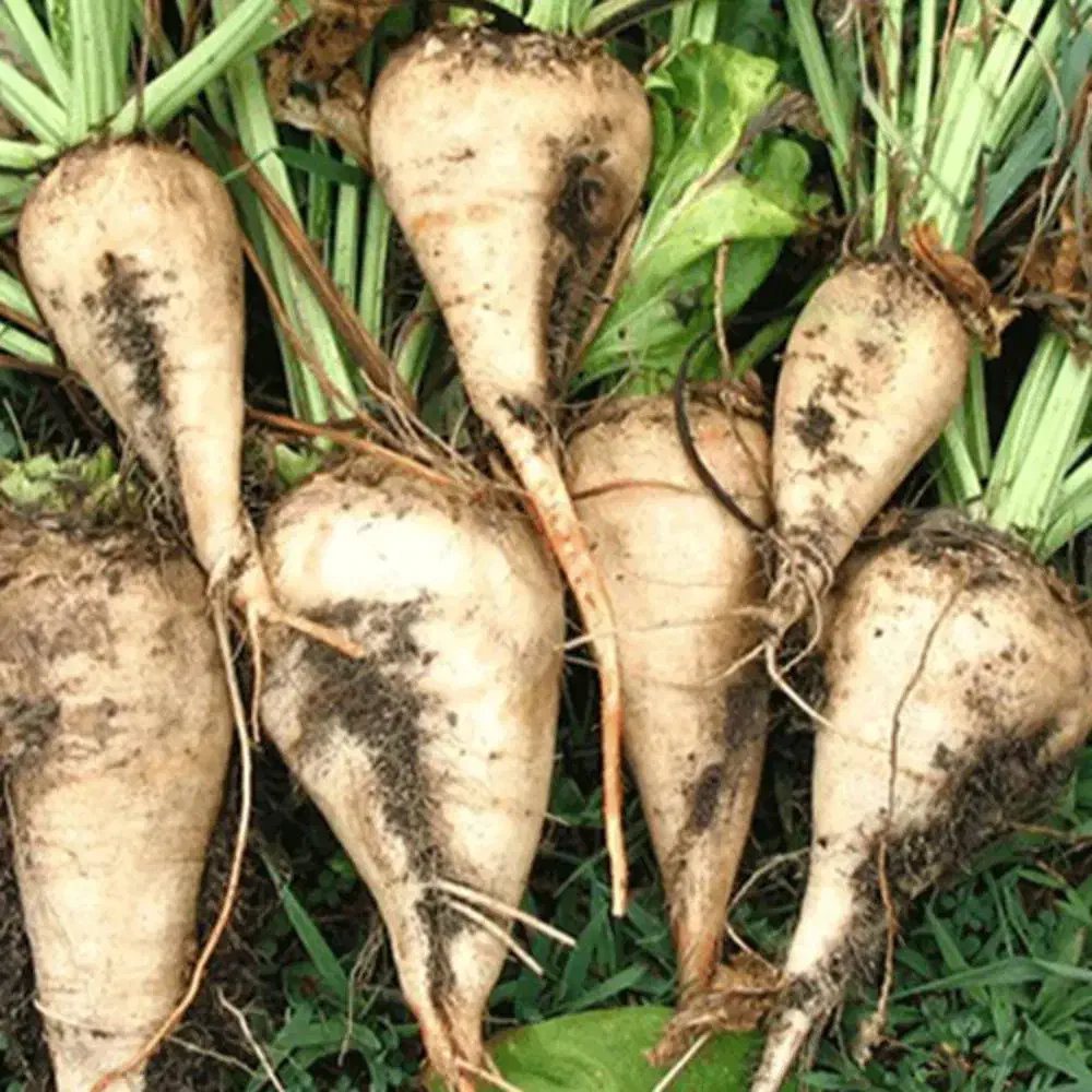 چغندر|حیوانات مزرعه|میاندوآب, |دیوار