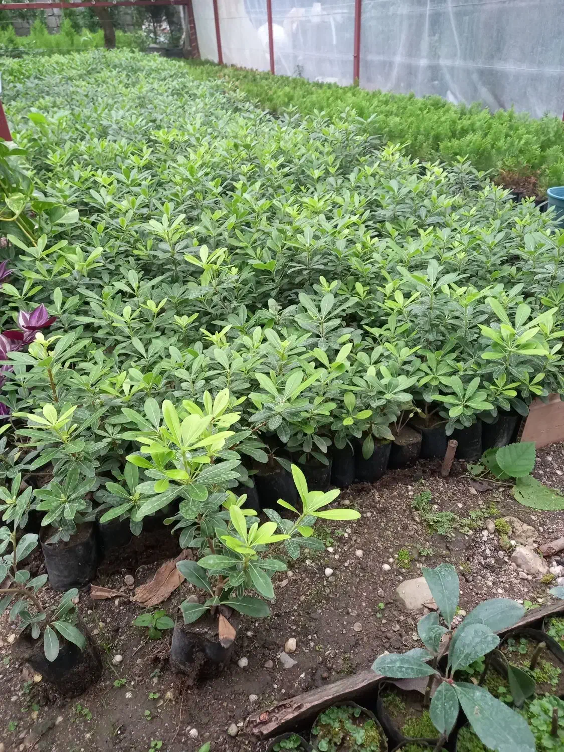 فروش پیتسپرون کیفیت عالی|خدمات باغبانی و درختکاری|کتالم و سادات شهر, |دیوار