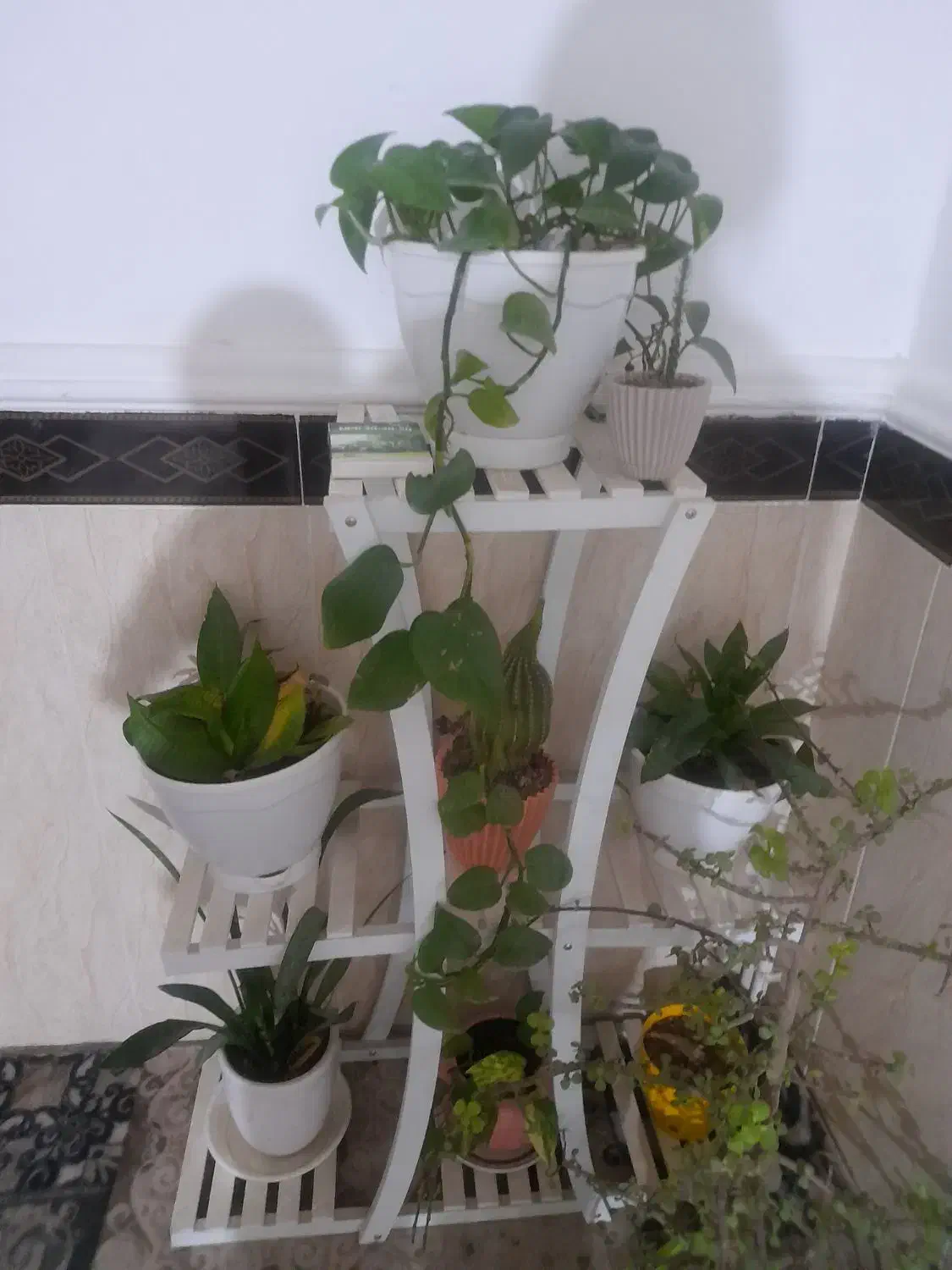 پایه گل سالم|گل و گیاه طبیعی|قوچان, |دیوار